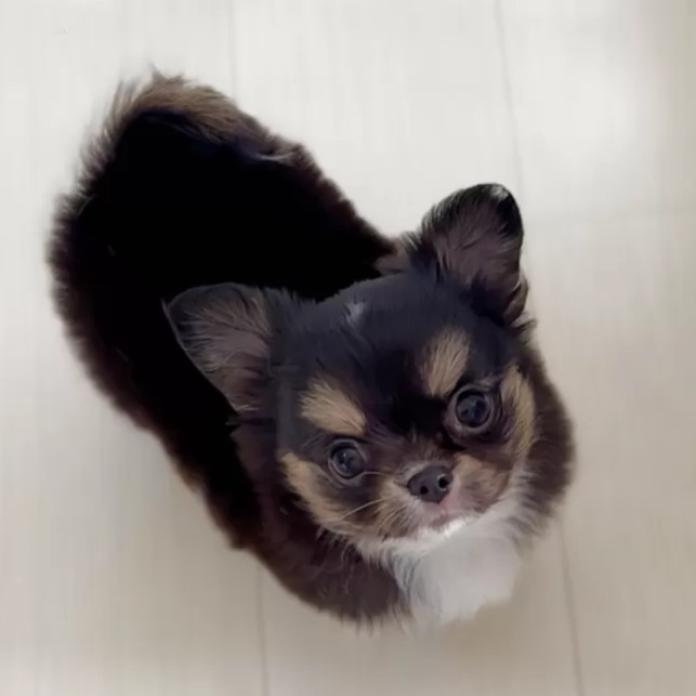 チワワ(ロング)(東京都・男の子・2026/01/13・ブラックタンホワイト)の子犬情報! | 古谷 淳子ブリーダー(1196)