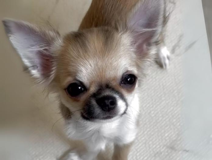 犬のプロフィール画像