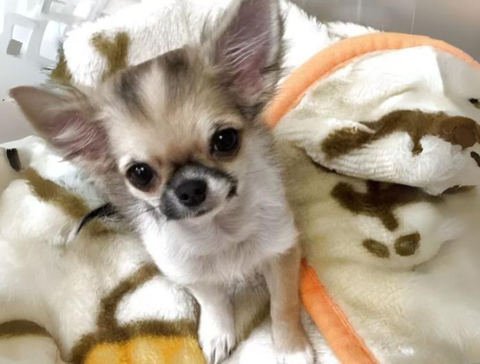 犬のプロフィール画像