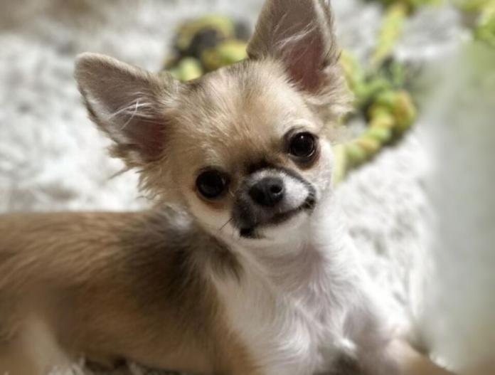 犬のプロフィール画像