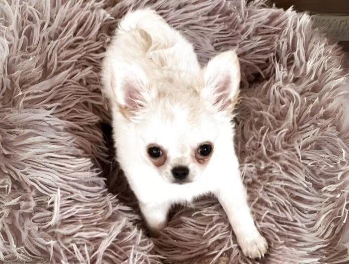 犬のプロフィール画像