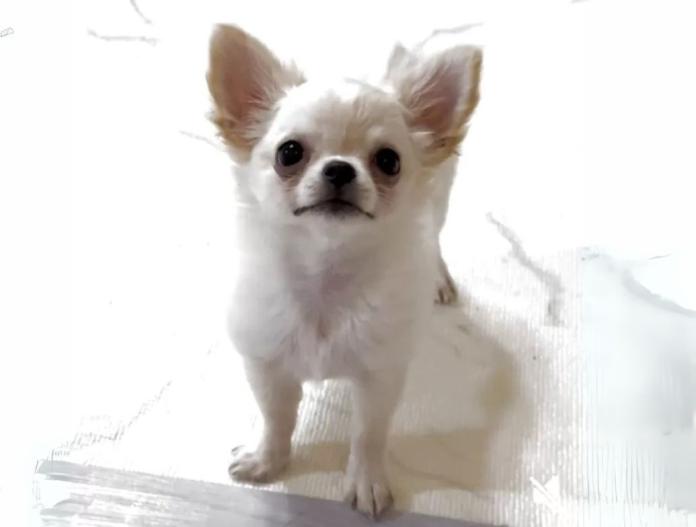 犬のプロフィール画像