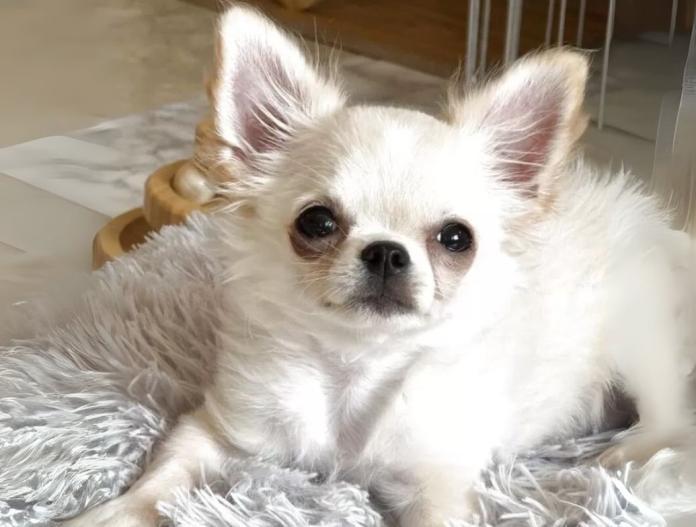 犬のプロフィール画像
