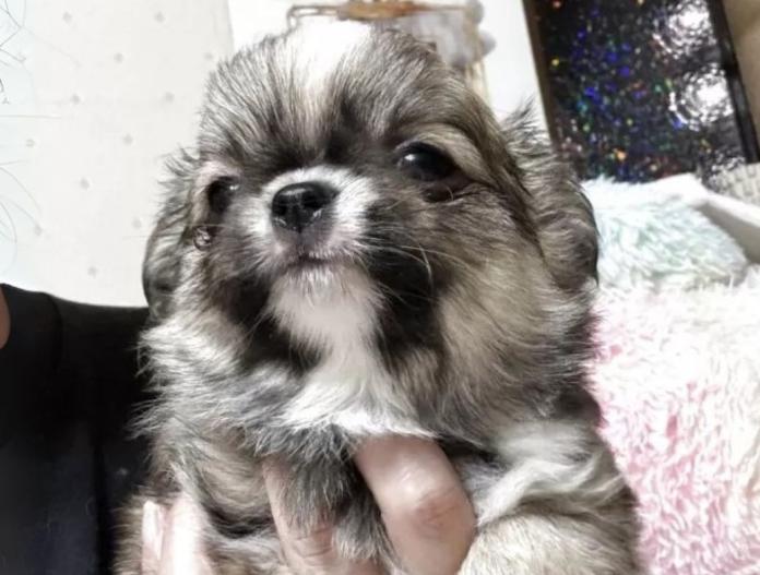 犬のプロフィール画像
