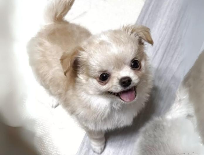 犬のプロフィール画像