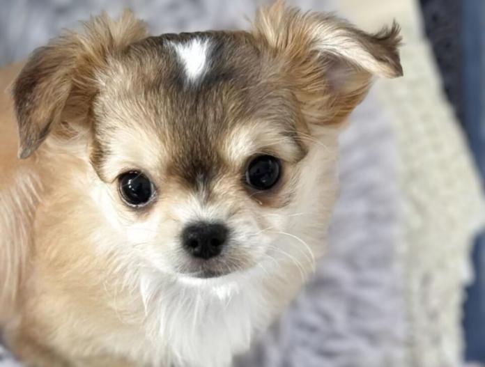 チワワ(ロング)(東京都・女の子・2025/10/03・レッド&ホワイト)の子犬情報! | 古谷 淳子ブリーダー(815)