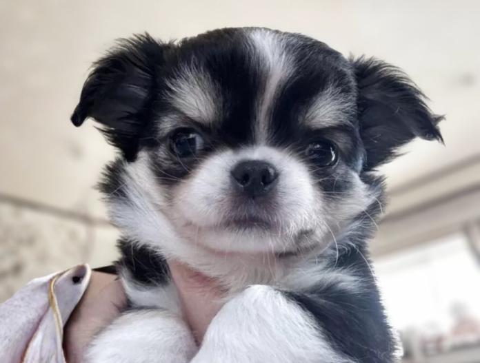 チワワ(ロング)(東京都・女の子・2025/10/13・ブラックタンホワイト)の子犬情報! | 古谷 淳子ブリーダー(841)