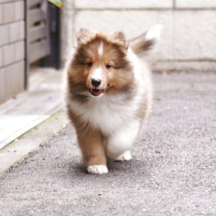 シェットランドシープドッグ(大阪府・男の子・2025/03/19・セーブル&ホワイト)の子犬情報! | 渡邊 洋子ブリーダー(1982)