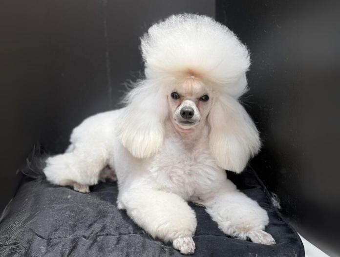 親犬のプロフィール画像