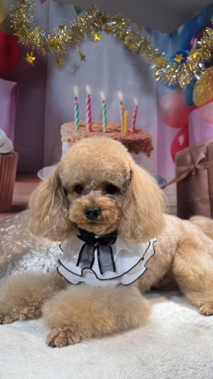 犬のプロフィール画像