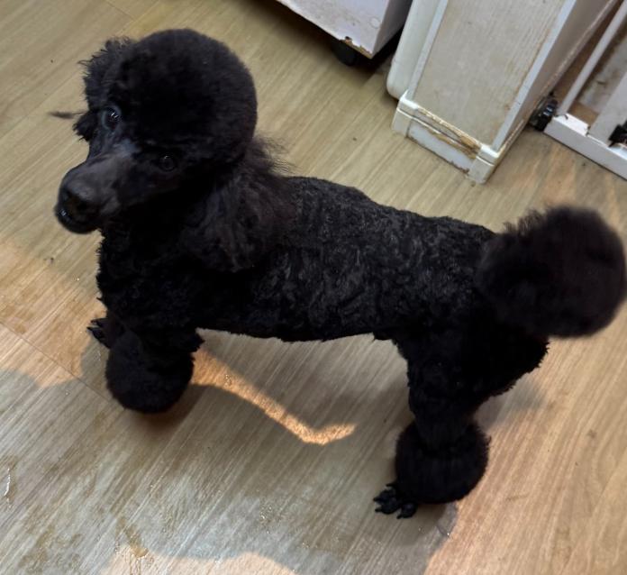 犬のプロフィール画像