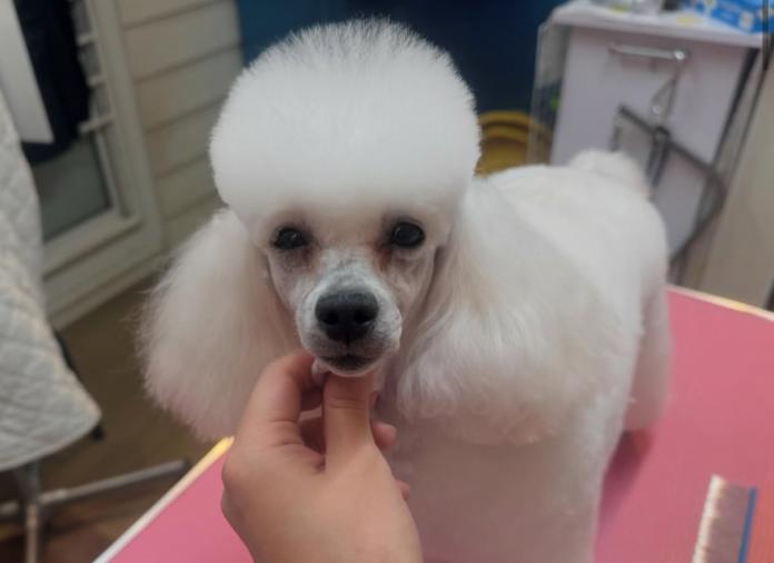 犬のプロフィール画像