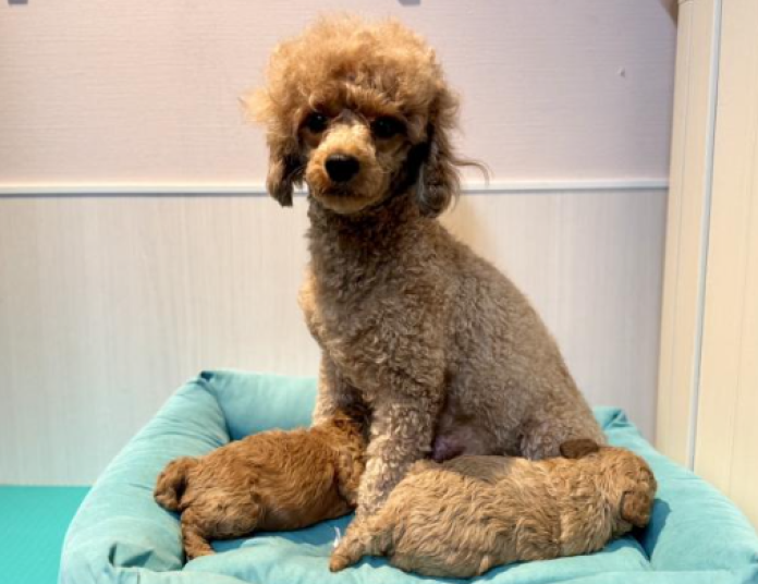 犬のプロフィール画像