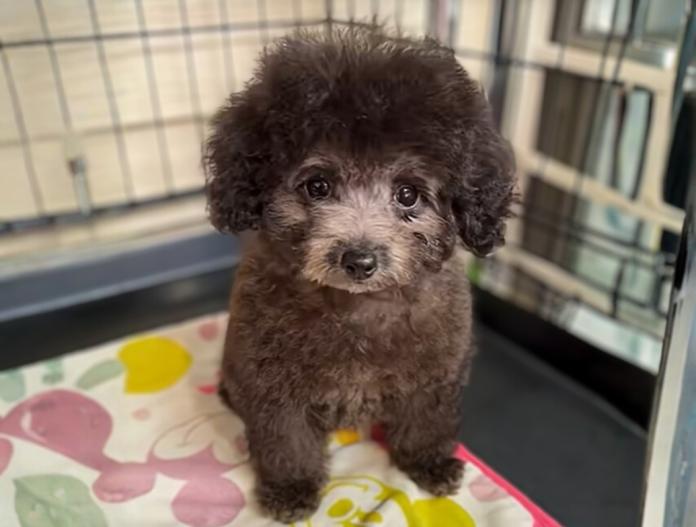 犬のプロフィール画像