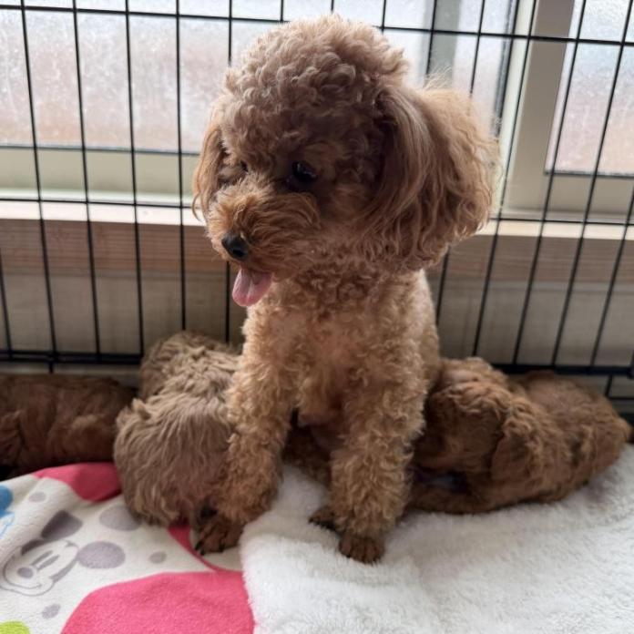 犬のプロフィール画像