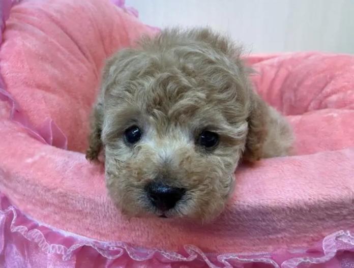 トイプードル(埼玉県・女の子・2025/12/03・クリーム)の子犬情報! | 江里川 純子ブリーダー(1000)