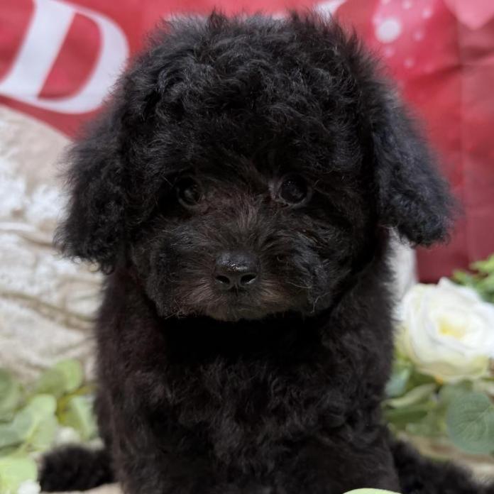 トイプードル(埼玉県・女の子・2025/10/09・ブラック)の子犬情報! | 江里川 純子ブリーダー(1210)