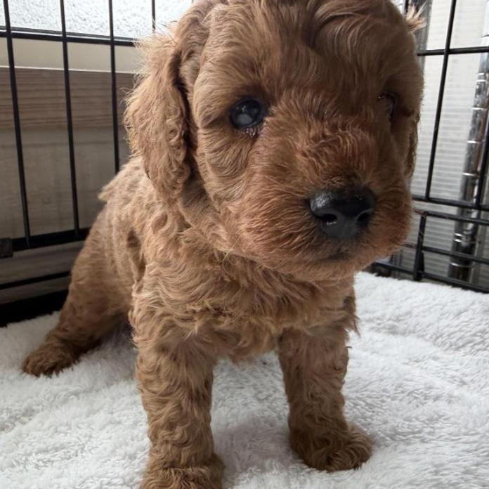 トイプードル(埼玉県・男の子・2026/01/30・レッド)の子犬情報! | 江里川 純子ブリーダー(1211)