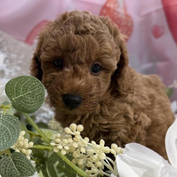 トイプードル(埼玉県・男の子・2026/01/30・レッド)の子犬情報! | 江里川 純子ブリーダー(1211)