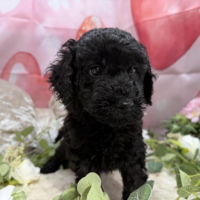 トイプードル(埼玉県・男の子・2026/01/28・ブラック)の子犬情報! | 江里川 純子ブリーダー(1232)