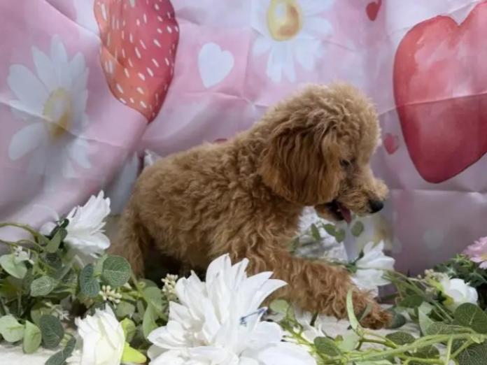 トイプードル(1249)の子犬情報