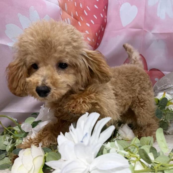 トイプードル(埼玉県・男の子・2025/10/09・アプリコット)の子犬情報! | 江里川 純子ブリーダー(1249)