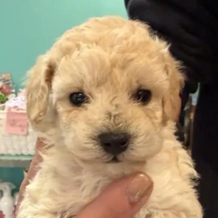 トイプードル(埼玉県・女の子・2026/02/12・クリーム)の子犬情報! | 江里川 純子ブリーダー(1250)