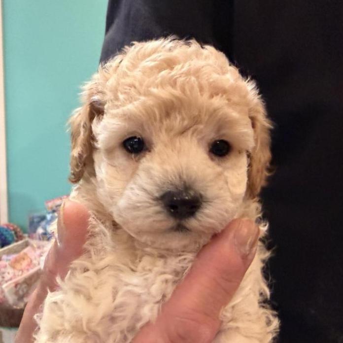 トイプードル(埼玉県・女の子・2026/02/12・クリーム)の子犬情報! | 江里川 純子ブリーダー(1251)