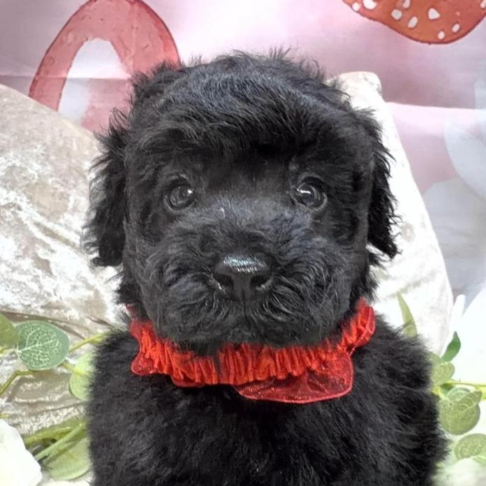 トイプードル(埼玉県・女の子・2026/02/12・ブラック)の子犬情報! | 江里川 純子ブリーダー(1294)