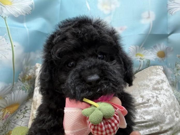 トイプードル(埼玉県・女の子・2026/02/12・ブラック)の子犬情報! | 江里川 純子ブリーダー(1294)
