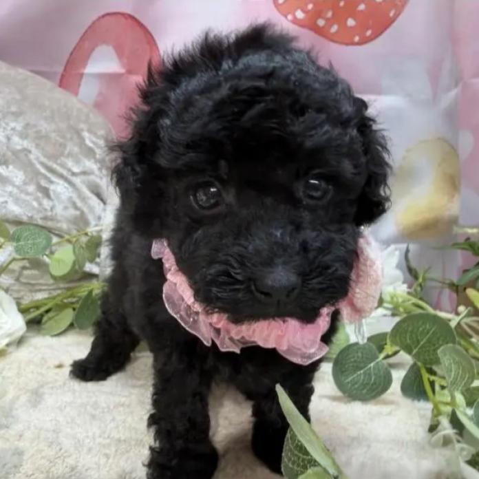 トイプードル(埼玉県・女の子・2026/02/12・ブラック)の子犬情報! | 江里川 純子ブリーダー(1295)