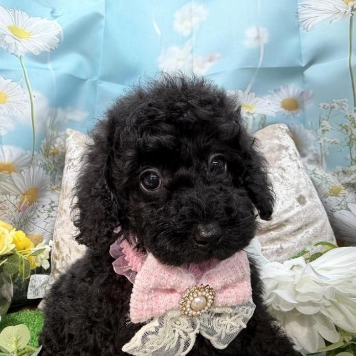 トイプードル(埼玉県・女の子・2026/02/12・ブラック)の子犬情報! | 江里川 純子ブリーダー(1295)