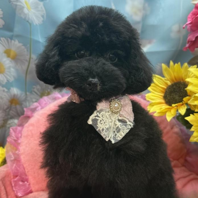 トイプードル(1295)の子犬情報