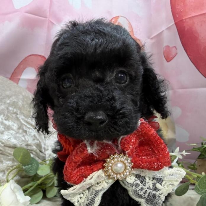 トイプードル(埼玉県・女の子・2026/02/04・ブラック)の子犬情報! | 江里川 純子ブリーダー(1297)