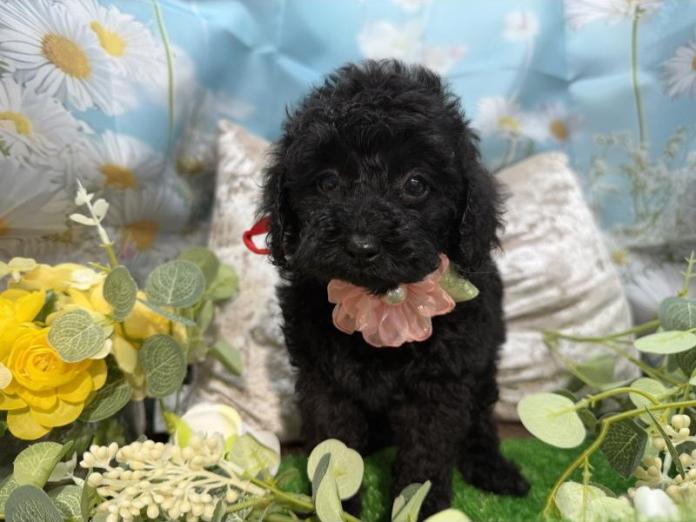 トイプードル(埼玉県・女の子・2026/02/04・ブラック)の子犬情報! | 江里川 純子ブリーダー(1297)