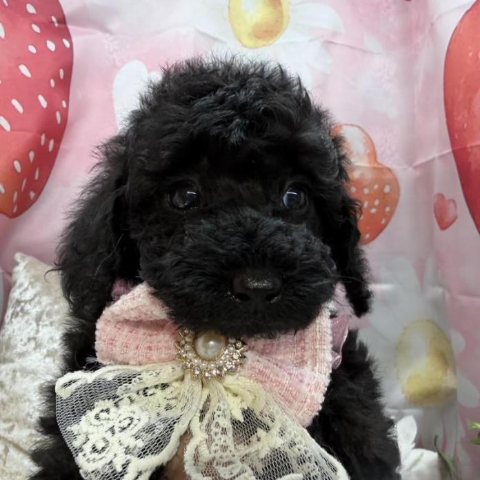 トイプードル(埼玉県・女の子・2026/02/04・ブラック)の子犬情報! | 江里川 純子ブリーダー(1298)