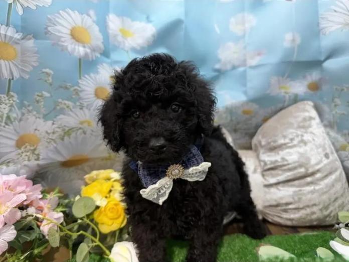 トイプードル(埼玉県・男の子・2026/02/04・ブラック)の子犬情報! | 江里川 純子ブリーダー(1342)