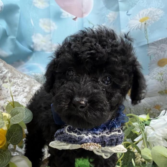 トイプードル(埼玉県・男の子・2026/02/12・ブラック)の子犬情報! | 江里川 純子ブリーダー(1343)