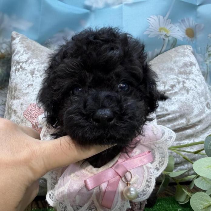 トイプードル(埼玉県・女の子・2026/02/12・ブラック)の子犬情報! | 江里川 純子ブリーダー(1344)