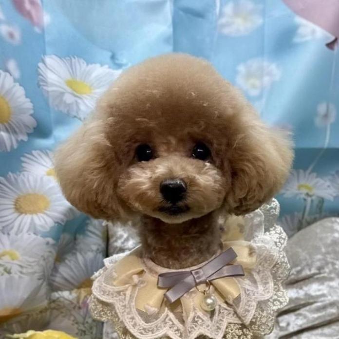トイプードル(埼玉県・男の子・2025/07/11・アプリコット)の子犬情報! | 江里川 純子ブリーダー(1347)