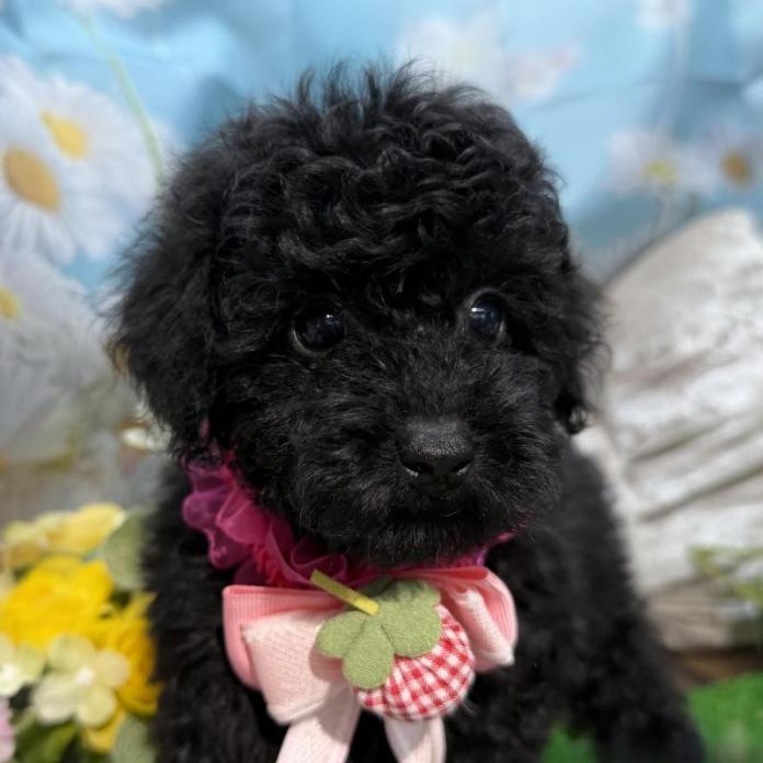 トイプードル(埼玉県・男の子・2026/02/12・ブラック)の子犬情報! | 江里川 純子ブリーダー(1352)