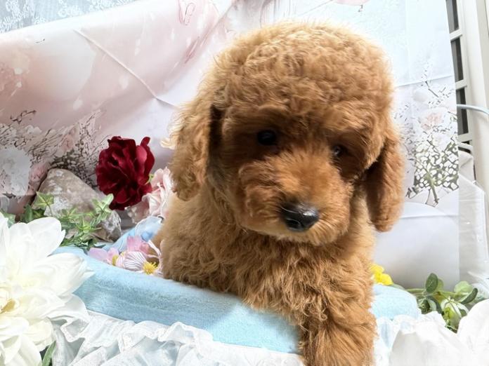 トイプードル(埼玉県・男の子・2026/04/01・レッドフォーン)の子犬情報! | 江里川 純子ブリーダー(1367)