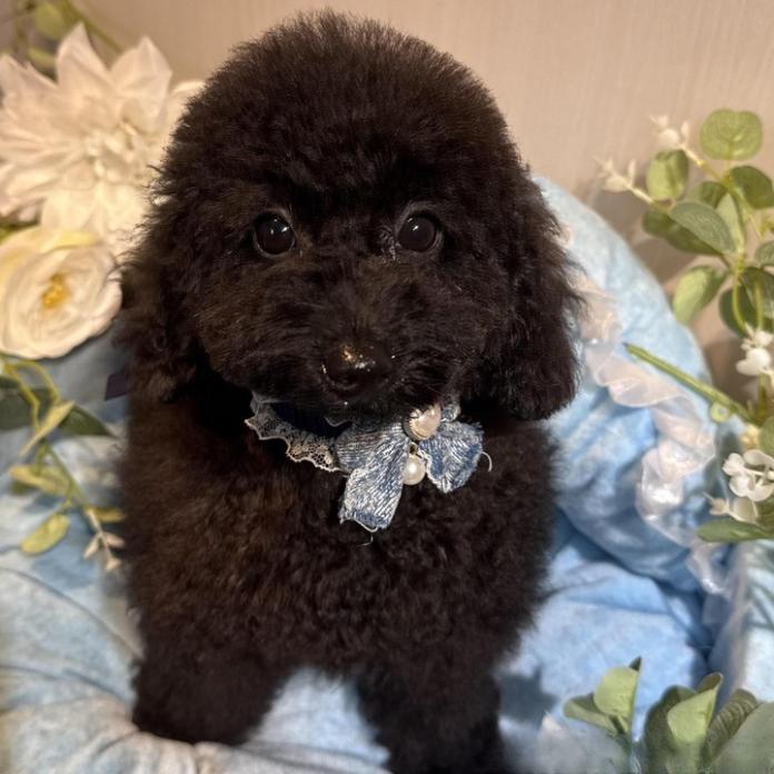 トイプードル(1443)の子犬情報