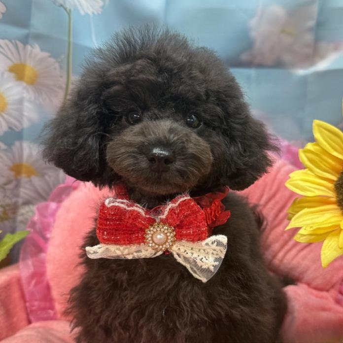 トイプードル(1443)の子犬情報
