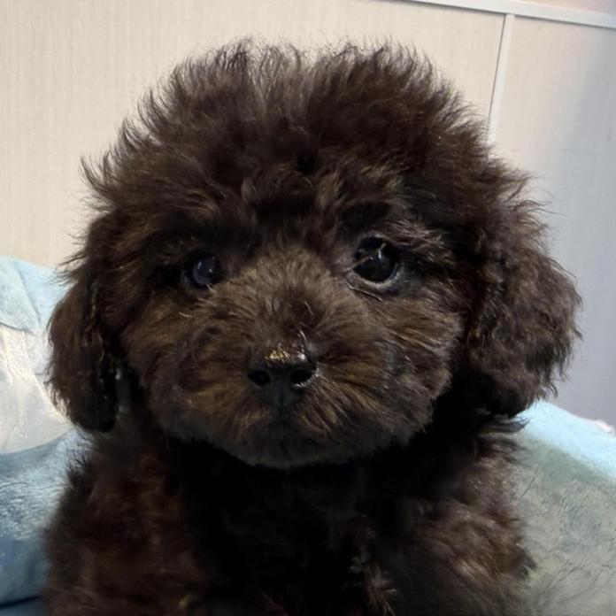 トイプードル(1444)の子犬情報
