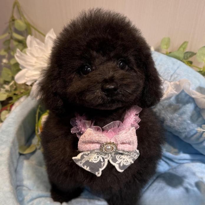 トイプードル(1444)の子犬情報
