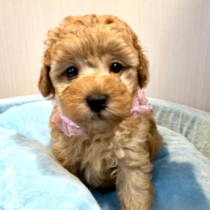 トイプードル(1534)の子犬情報
