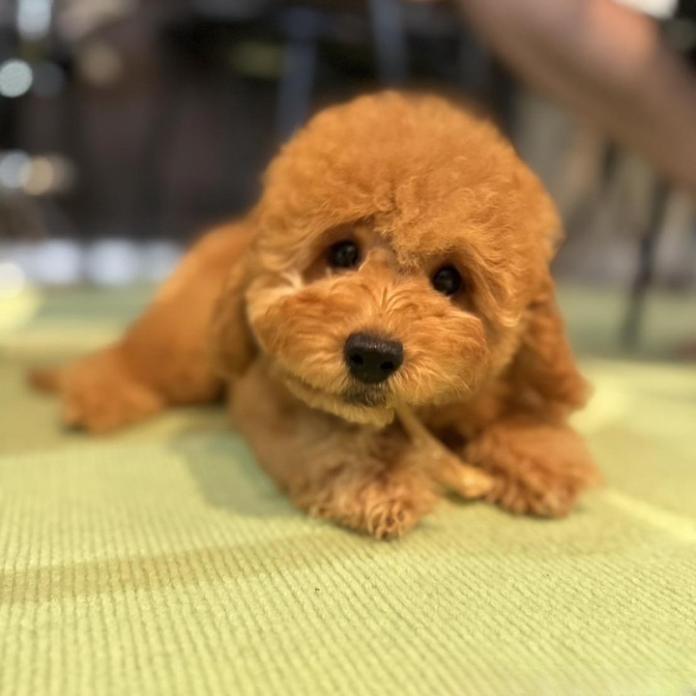 トイプードル(1693)の子犬情報