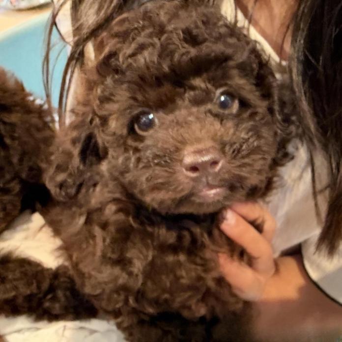 トイプードル(1802)の子犬情報