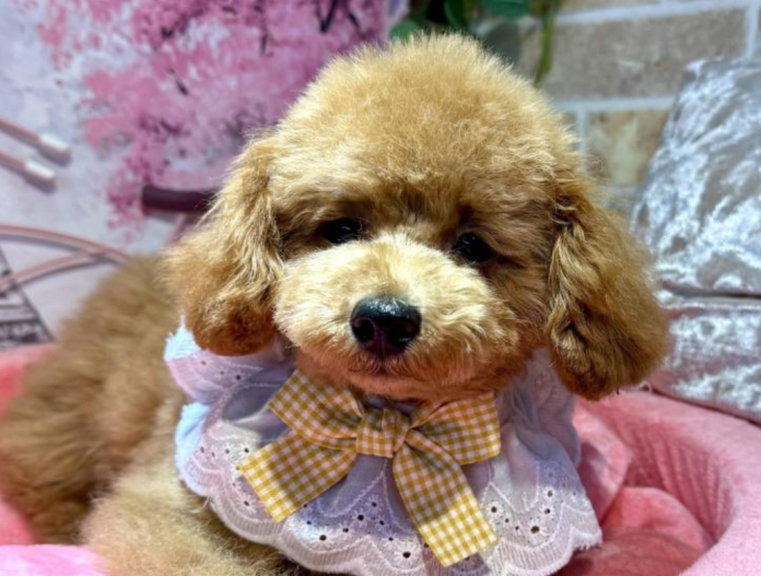 犬のプロフィール画像